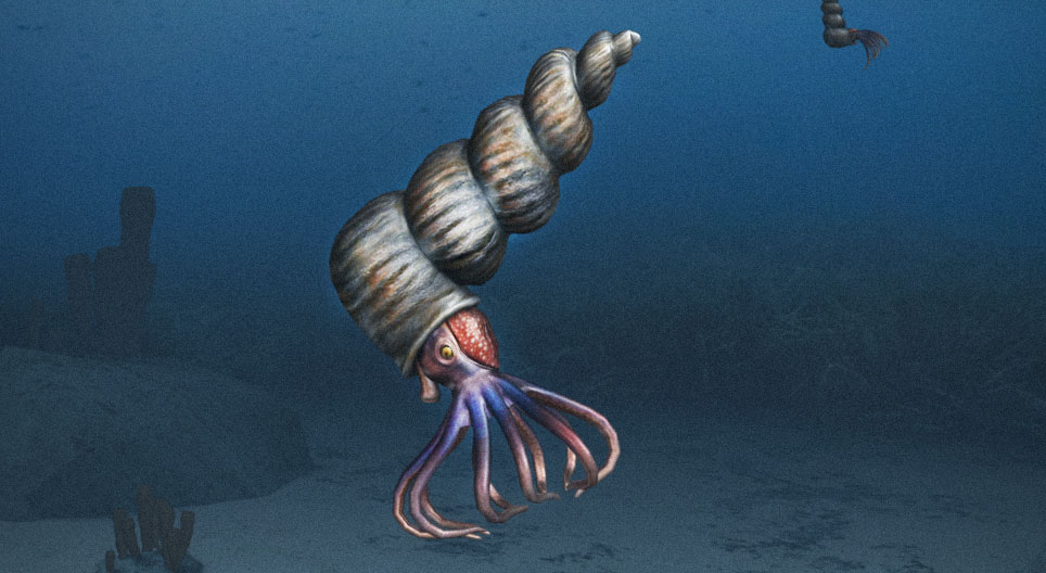 Amoniti (glavonošci)