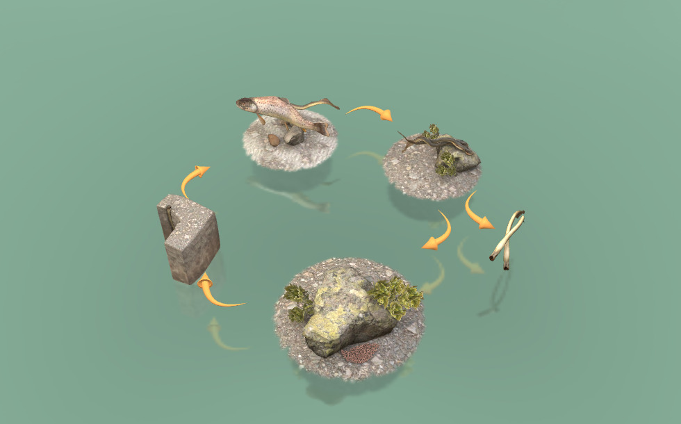 Paklara Riba Riječna paklara - Lampetra fluviatilis - 3D scene - HR Mozaik digitalno ...