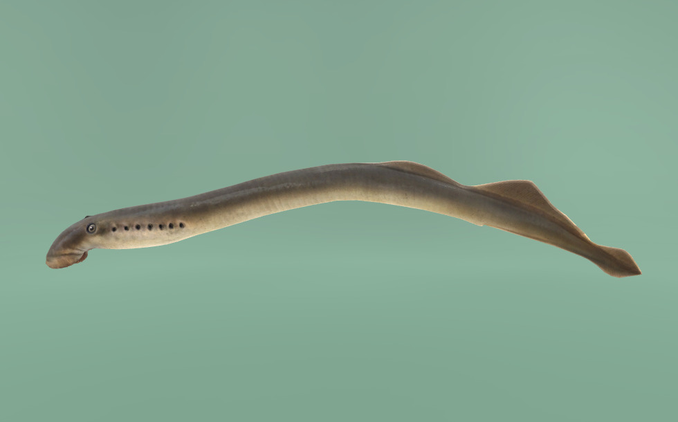 Paklara Riba Riječna paklara - Lampetra fluviatilis - 3D scene - HR Mozaik digitalno ...