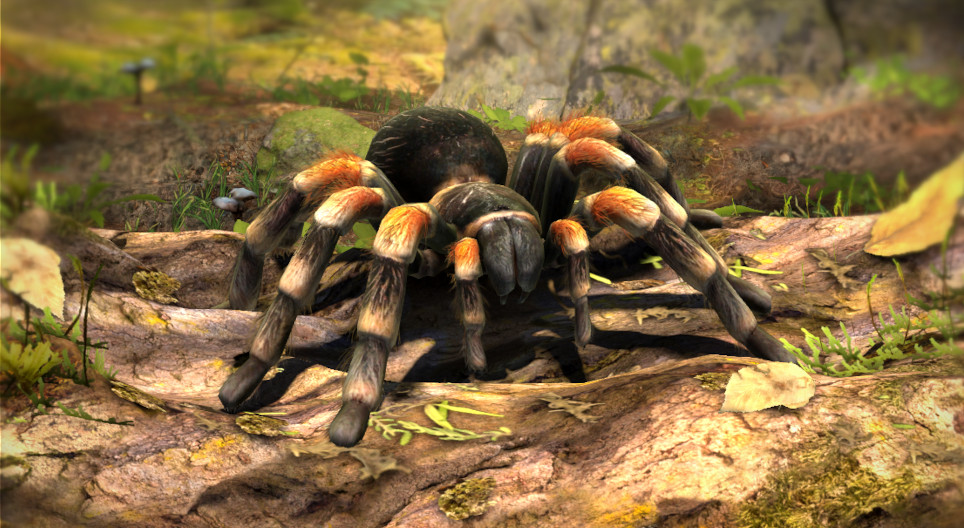 Meksička crvenonoga tarantula