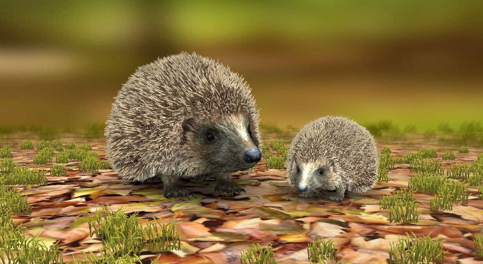 Sjeverni bjeloprsi jež