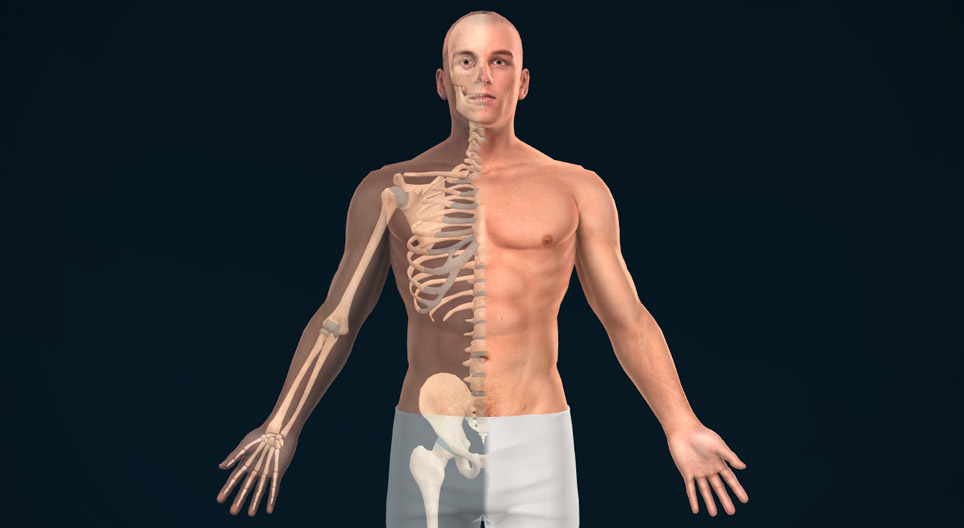 Anatomske ravnine, osi i pravci