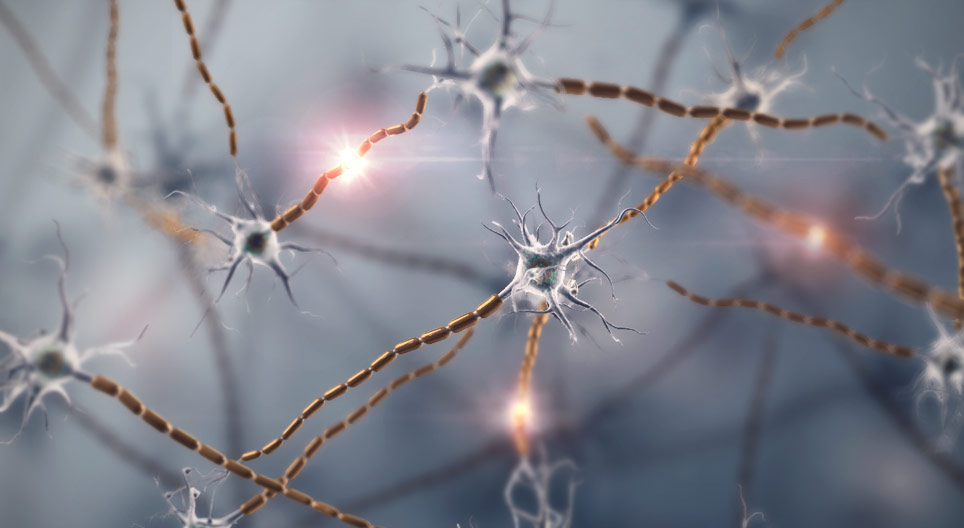 Živčane stanice i živčano tkivo