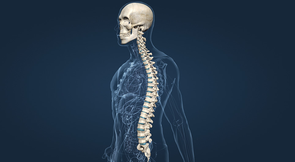 Lubanja i kralježnica