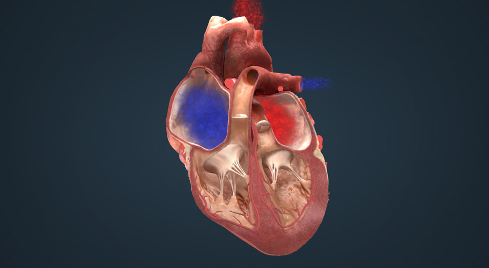 Električna provodljivost srca