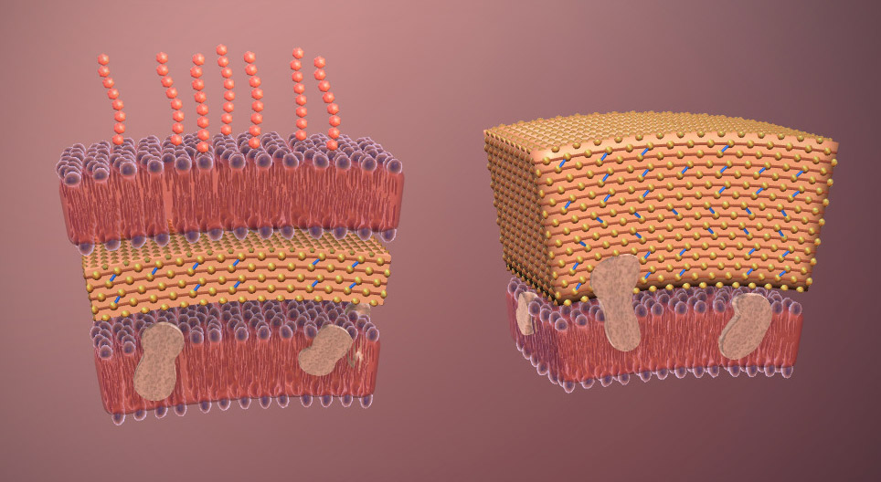 Bakterije (napredni stupanj)