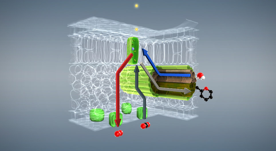 Fotosinteza (osnovni stupanj)