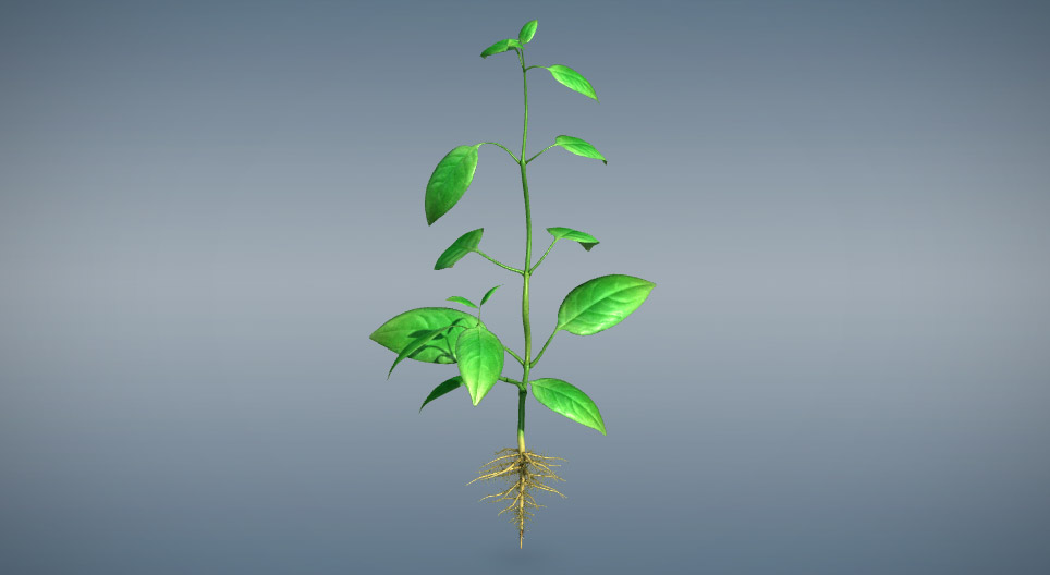 Vegetativni biljni organi