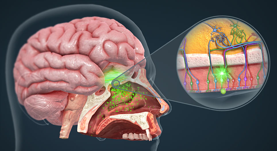 Nose, the mechanism of smelling