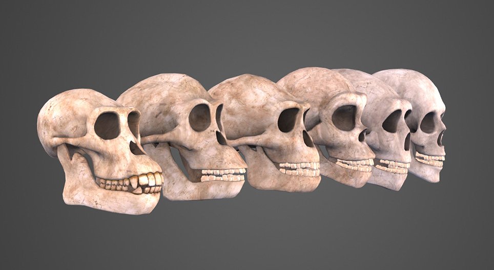 Evolucija čovjeka