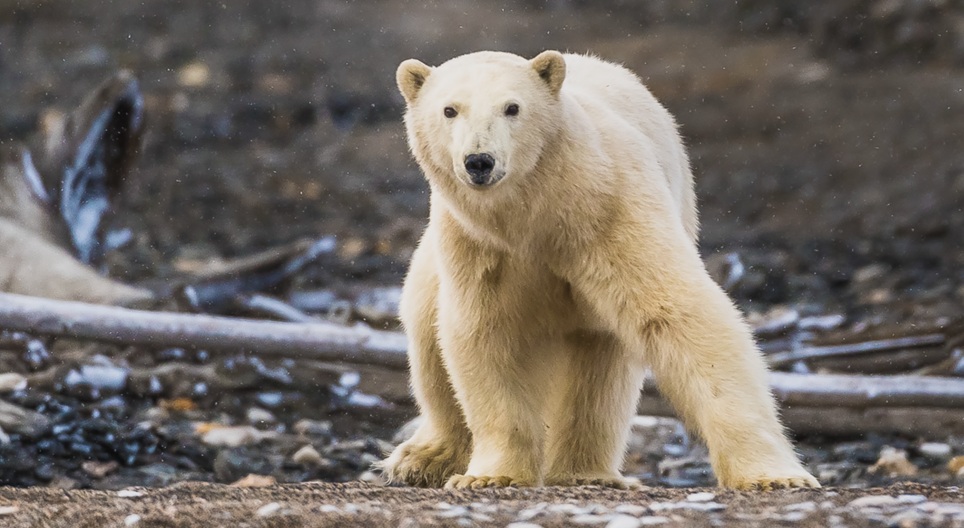Obrazovni video zapisi