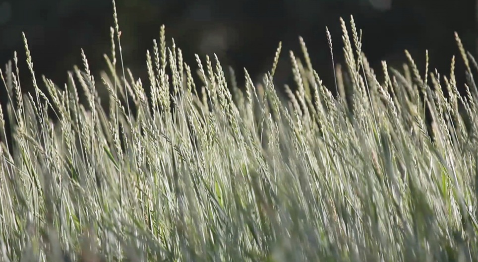 Obrazovni video zapisi