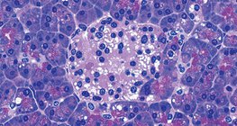 Grupa stanica u gušterači koje proizvode inzulin