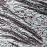 Vlaknasta hrskavica (nos zametka svinje)