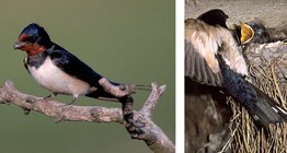 Lastavica pokućarka