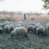 Racka ovca sa rogovima spiralnog oblika