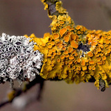 Žuti lišaj (Xanthoria parietina)