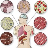 Tipovi stanica tkiva