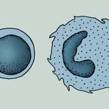 Stanice imunološkog sustava