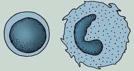 Stanice imunološkog sustava