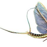 Dugorepi vodencvijet