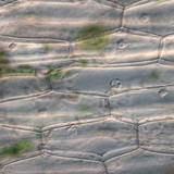 Stanice epiderme biljke