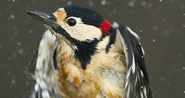 Veliki djetlić polijeće s vode