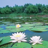Jezero