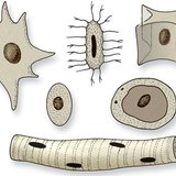 Jezgre stanica različitih oblika