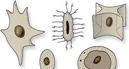 Jezgre stanica različitih oblika