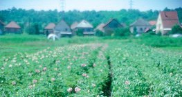 Cvjetajuća biljka krumpira