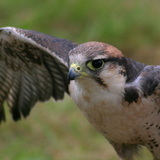Sivi sokol