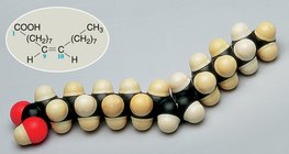 Molekula oleinske kiseline prikazana kalotnim modelom