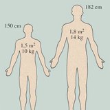 Težina i površina ljudske kože