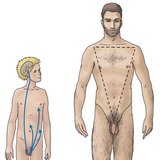 Hormonska regulacija testisa