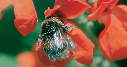 Pčela u potrazi za hranom