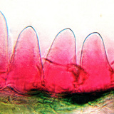 Cross section of flower petal (Primula, the petal is velvety due to the papillae)
