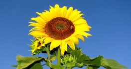 Suncokret
