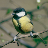 Velika Sjenica