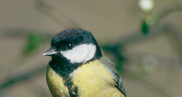 Velika Sjenica