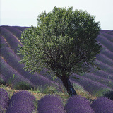 Polje lavande u Europi