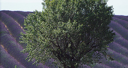 Polje lavande u Europi