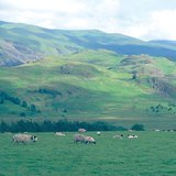 Stado ovaca na Britanskim otocima