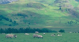 Stado ovaca na Britanskim otocima