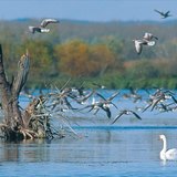 Ptice močvarice na Kis-Balatonu (Mađarska)