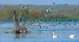 Ptice močvarice na Kis-Balatonu (Mađarska)