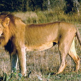 Lavica