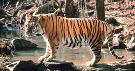 Tigar
