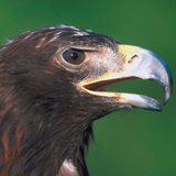 Orao štekavac ili bjelorepi orao