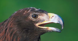 Orao štekavac ili bjelorepi orao